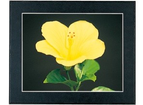 ［FUJICOLOR］マットパネルDX A3ノビ ブラック